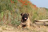 BULLMASTIFF 225